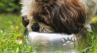 Choisir une gamelle pour son chien