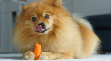 Les fruits et légumes bons pour le chien