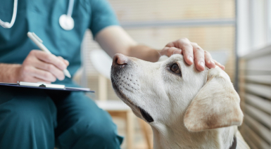 La leishmaniose chez le chien