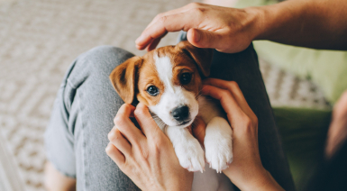 Les noms de chien en V