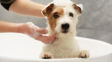 Donner le bain à son chien