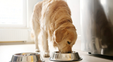 L'alimentation d’un chien stérilisé
