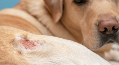 Les maladies de peau les plus courantes chez le chien