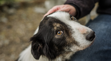 Adopter un chien à la SPA