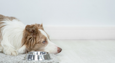 Les allergies alimentaires chez le chien