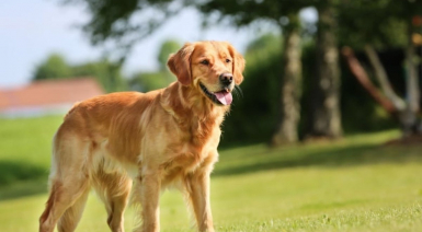 Les races de chien en G