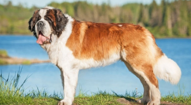 Les races de chien en S