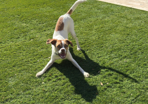 Comprendre le langage corporel du chien