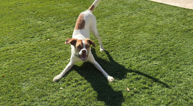 Comprendre le langage corporel du chien
