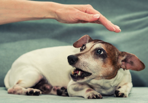 Gérer l'agressivité chez le chien