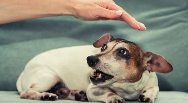 Gérer l'agressivité chez le chien