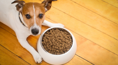 Choisir l’alimentation idéale pour faire perdre du poids à son chien