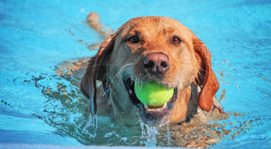 Protéger son chien des dangers de la baignade